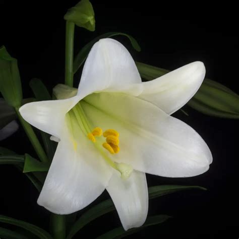 vatican city national flower|Lilium candidum .